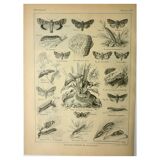 Vintage lithograph 1921. De Dessertenne - Noctuid and butterfly. Engraving