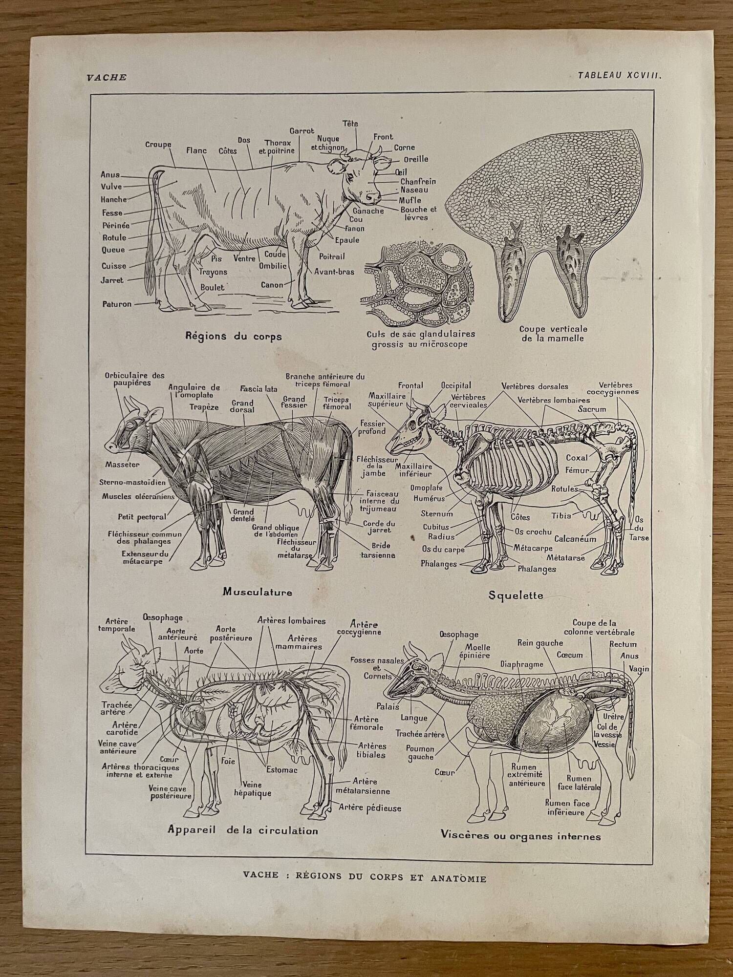Lithograph on the anatomy of the cow from 1921
