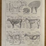Lithograph on the anatomy of the cow from 1921