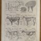 Lithograph on the anatomy of the cow from 1921