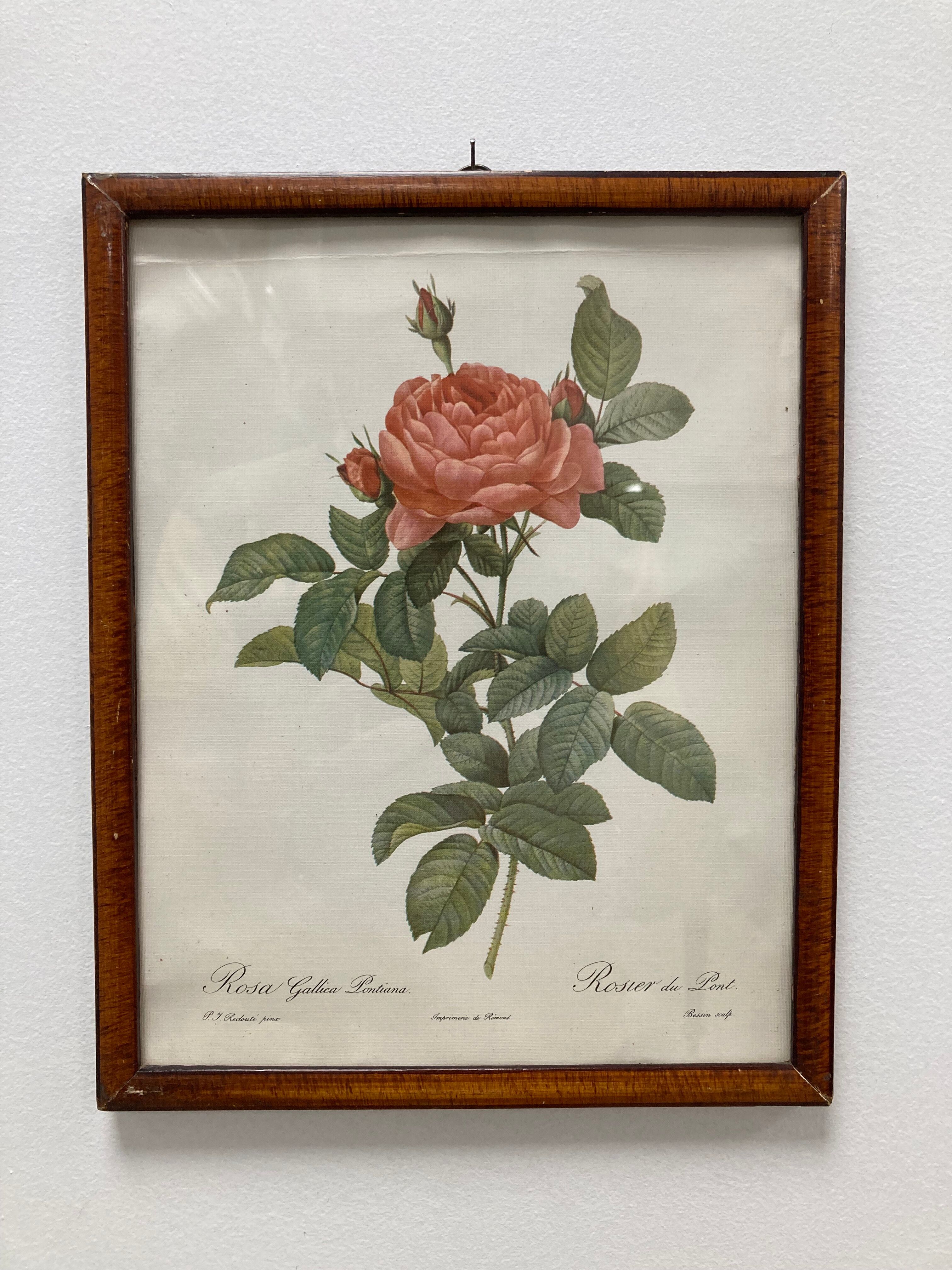 Illustration Rose Redouté