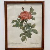 Illustration Rose Redouté