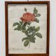 Illustration Rose Redouté