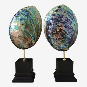 Pair of 2 blue & green pearly abalone, black wooden base 20cm