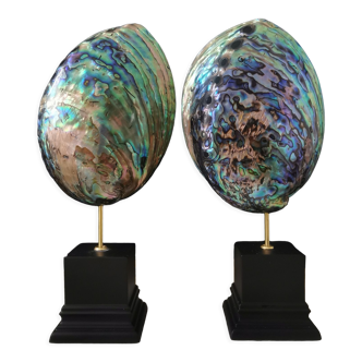 Pair of 2 blue & green pearly abalone, black wooden base 20cm