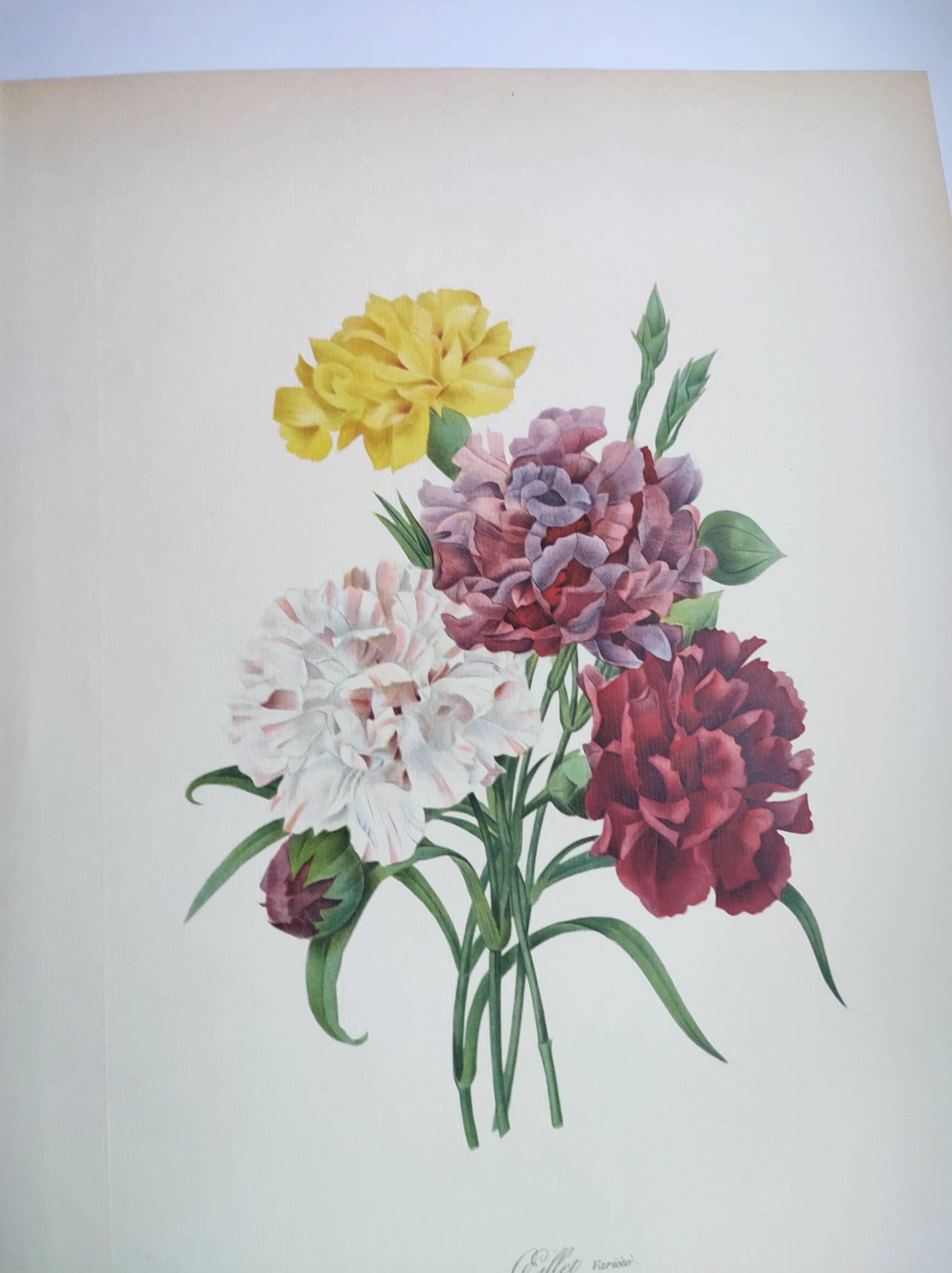 Antique botanical engravings -1955- Carnation- by PJ. Redouté. Vintage nature