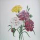 Antique botanical engravings -1955- Carnation- by PJ. Redouté. Vintage nature