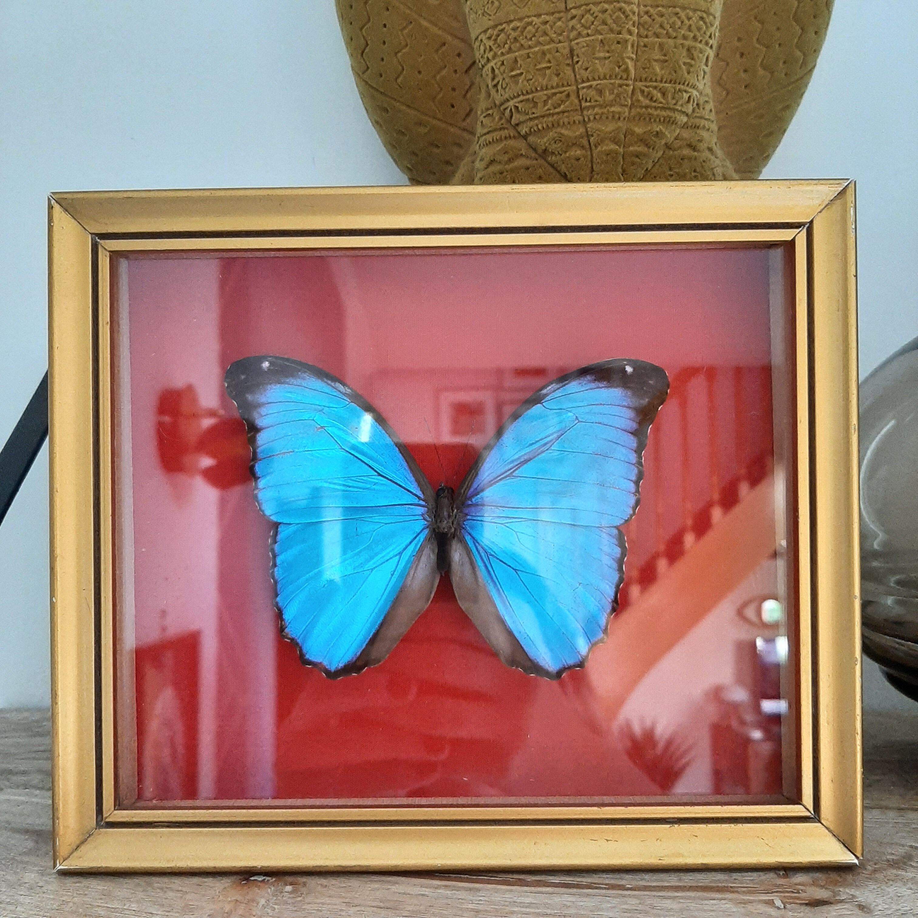 Blue butterfly frame morpho menelaus