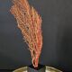 Large Red/Orange Gorgon Black wooden base. H: 36 cm