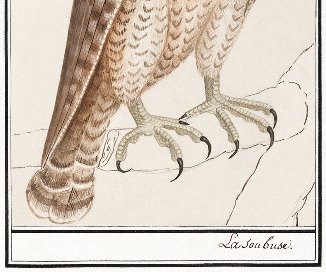 Small poster on the Peregrine Falcon, after an old engraving from 1610.