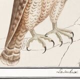 Small poster on the Peregrine Falcon, after an old engraving from 1610.