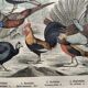 Engraving from 1886 - Birds & chickens - vintage old plate peacock