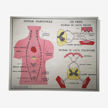 Ancienne affiche scolaire Rossignol des années 50 sur la peau vintage anatomie école médecine