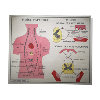 Ancienne affiche scolaire Rossignol des années 50 sur la peau vintage anatomie école médecine