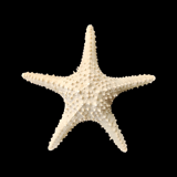 Étoiles de mer