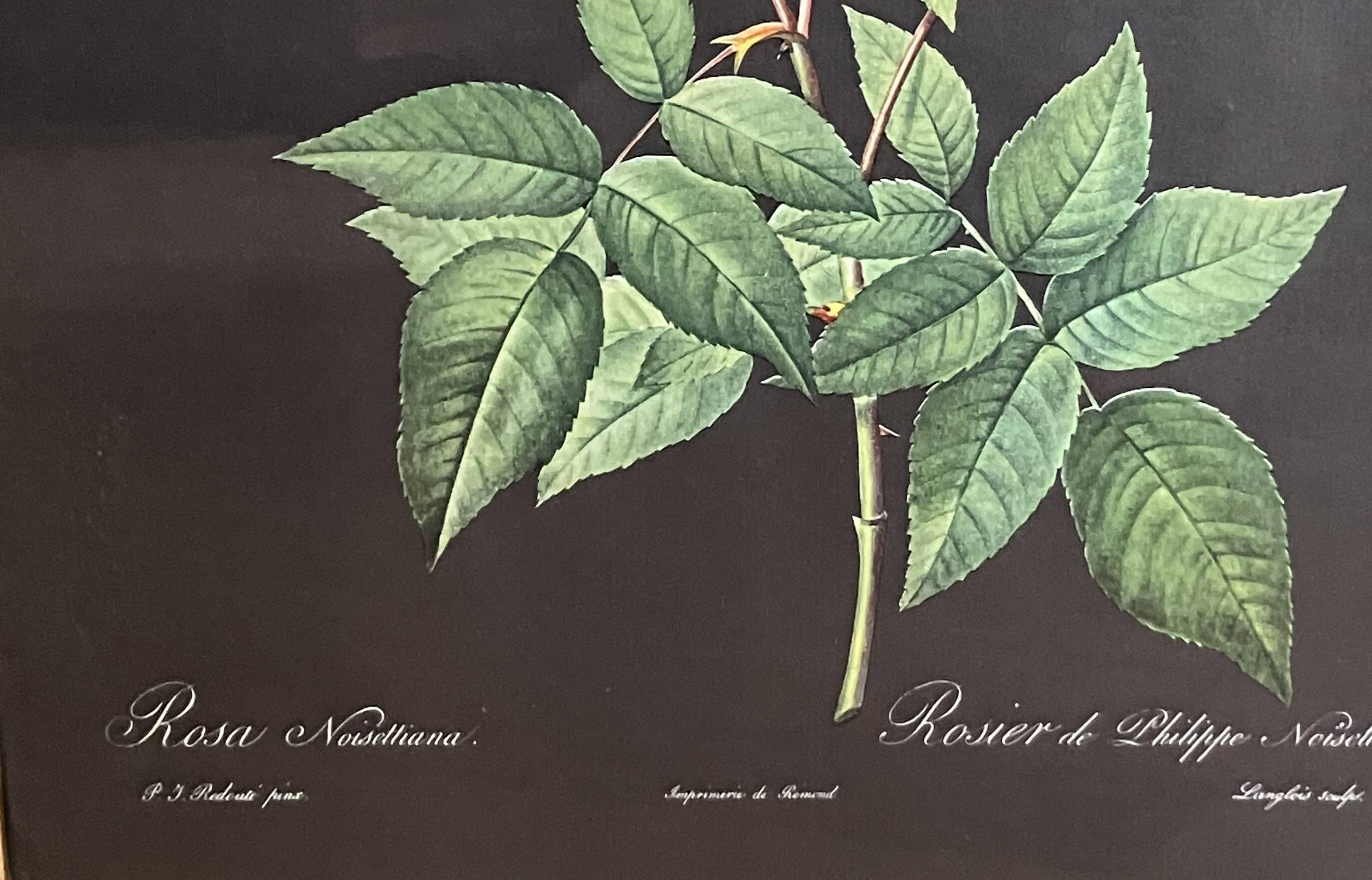 Lithograph - botanical plate "Rose of Philippe Noisette" by PJ Redouté