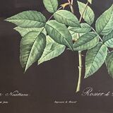 Lithograph - botanical plate "Rose of Philippe Noisette" by PJ Redouté