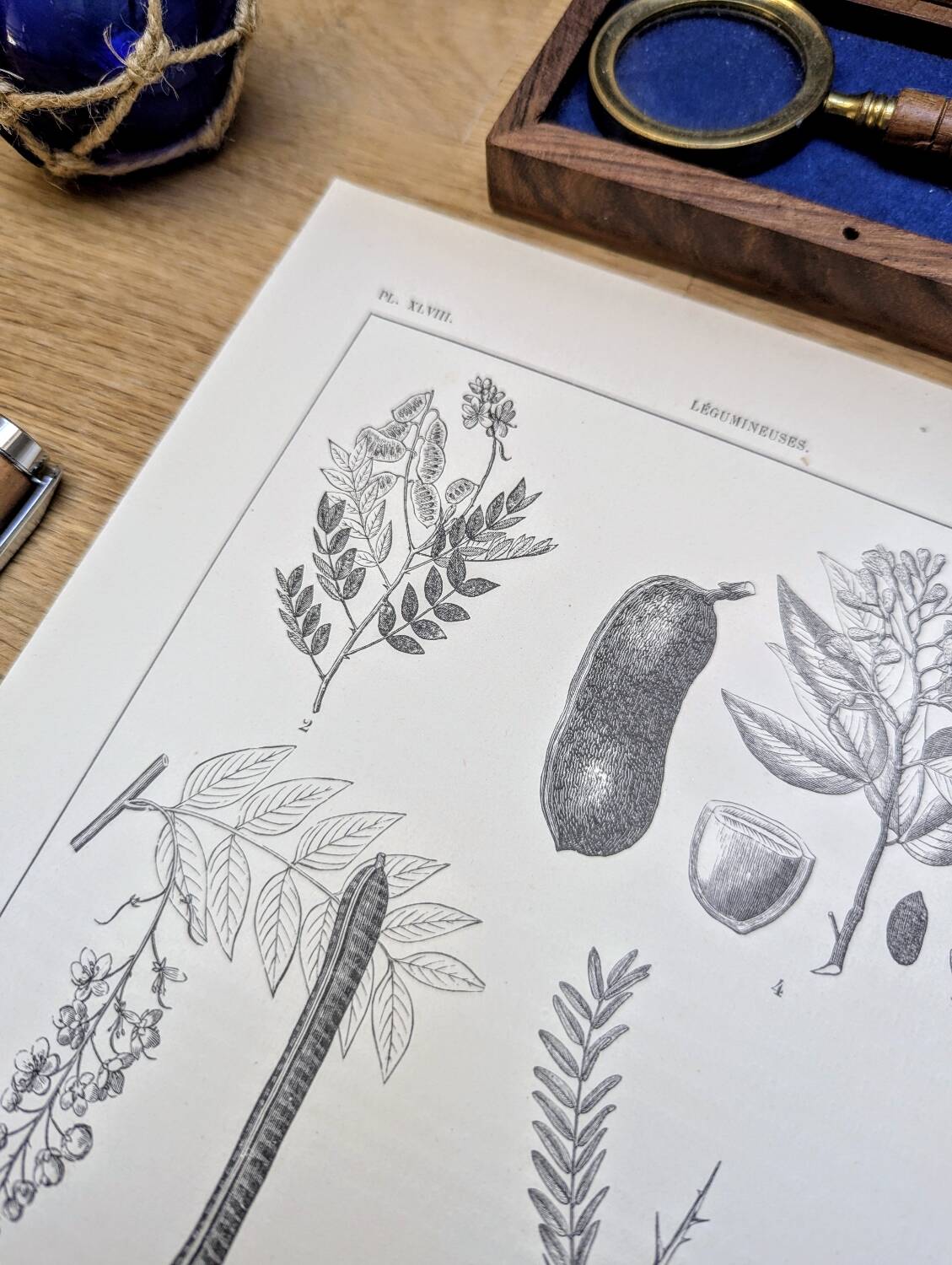 Imprimée en 1889, les légumineuses. Planche botanique ancienne.