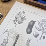 Imprimée en 1889, les légumineuses. Planche botanique ancienne.