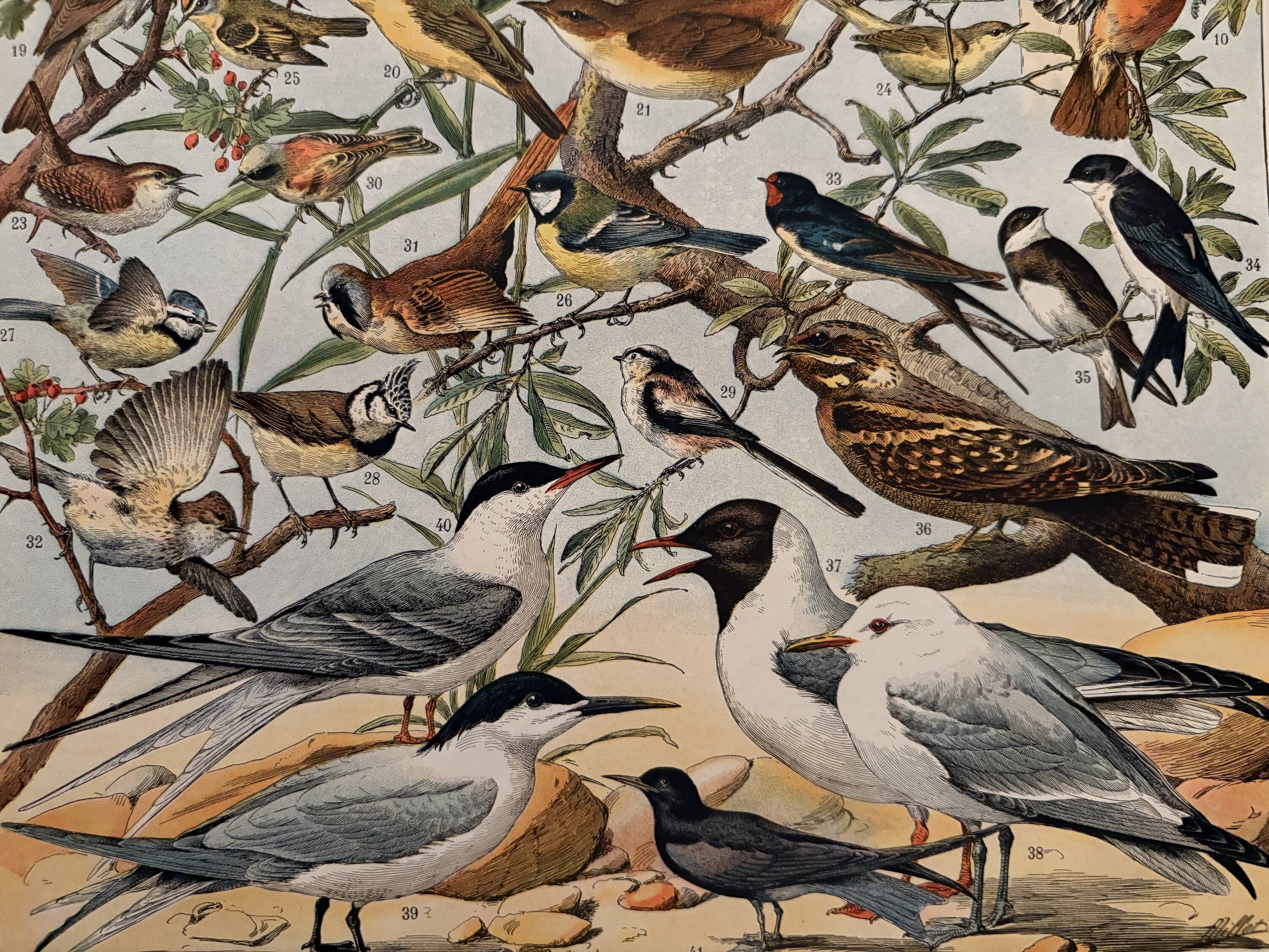 Planche illustrée sur les oiseaux utiles (pipit) - 1910