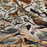 Planche illustrée sur les oiseaux utiles (pipit) - 1910