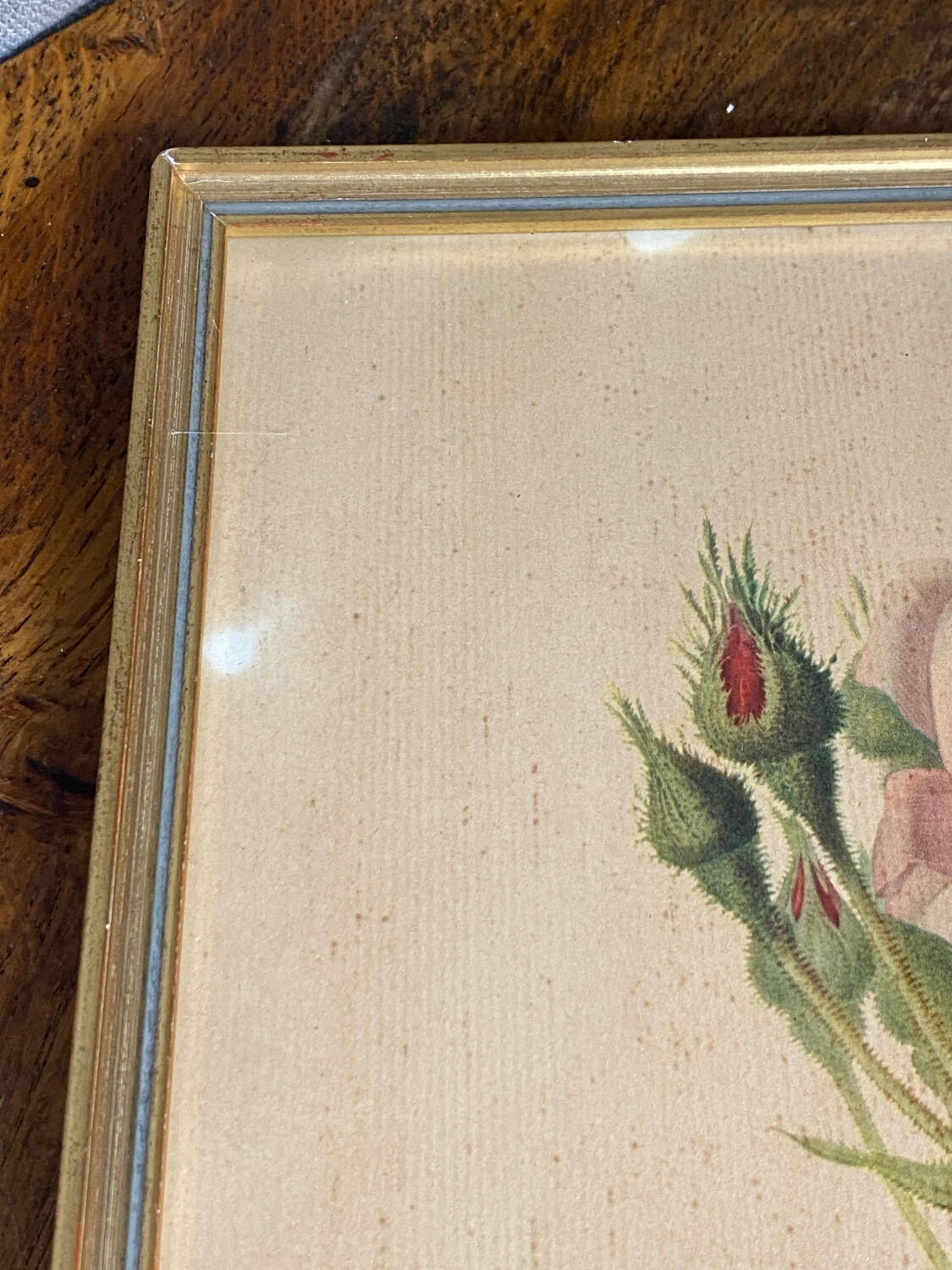 Framed botanical poster, rose bush