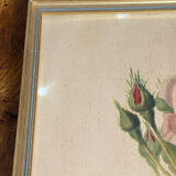 Framed botanical poster, rose bush