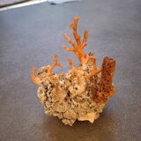 Raw coral branch