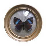 Butterfly frame