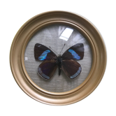 Butterfly frame