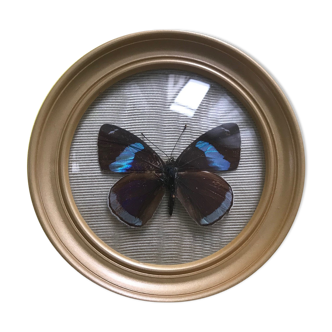 Butterfly frame