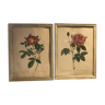 Set of 2 lithographs P J Redouté roses