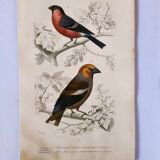 Antique engraving from 1849. Bullfinch and Grosbeak. Travies. Orbigny bird