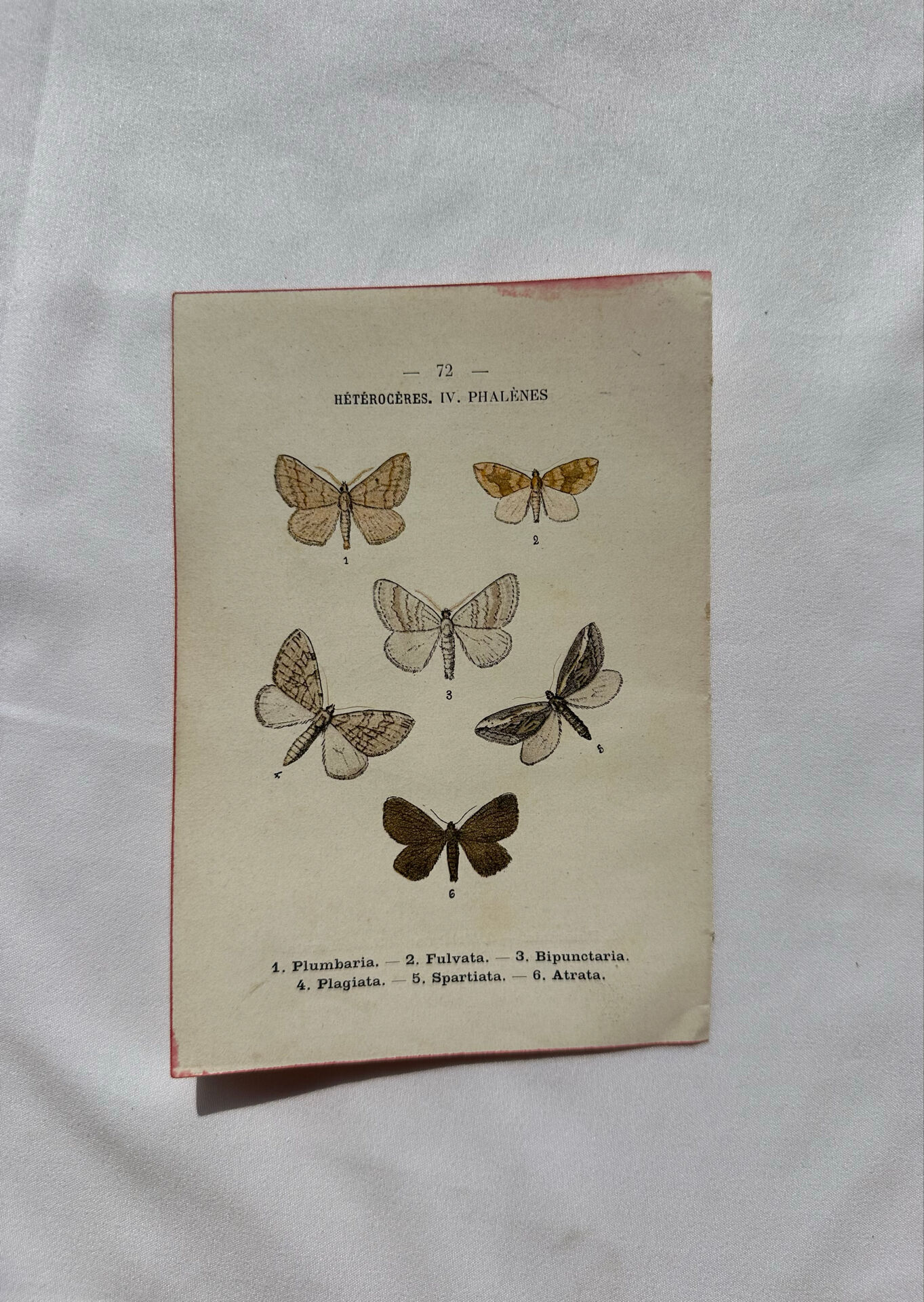 Botanical Plate 1800 Old Naturalist Engraving 19th Century Double-Sided