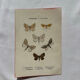Botanical Plate 1800 Old Naturalist Engraving 19th Century Double-Sided