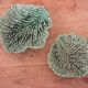 Duo dish dish in Sarreguemines cabbage leaf slip