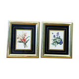 Set of 2 golden herbariums