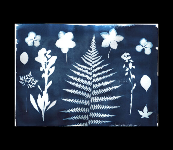 Illustration  botanique cyanotype signé eawy cy667