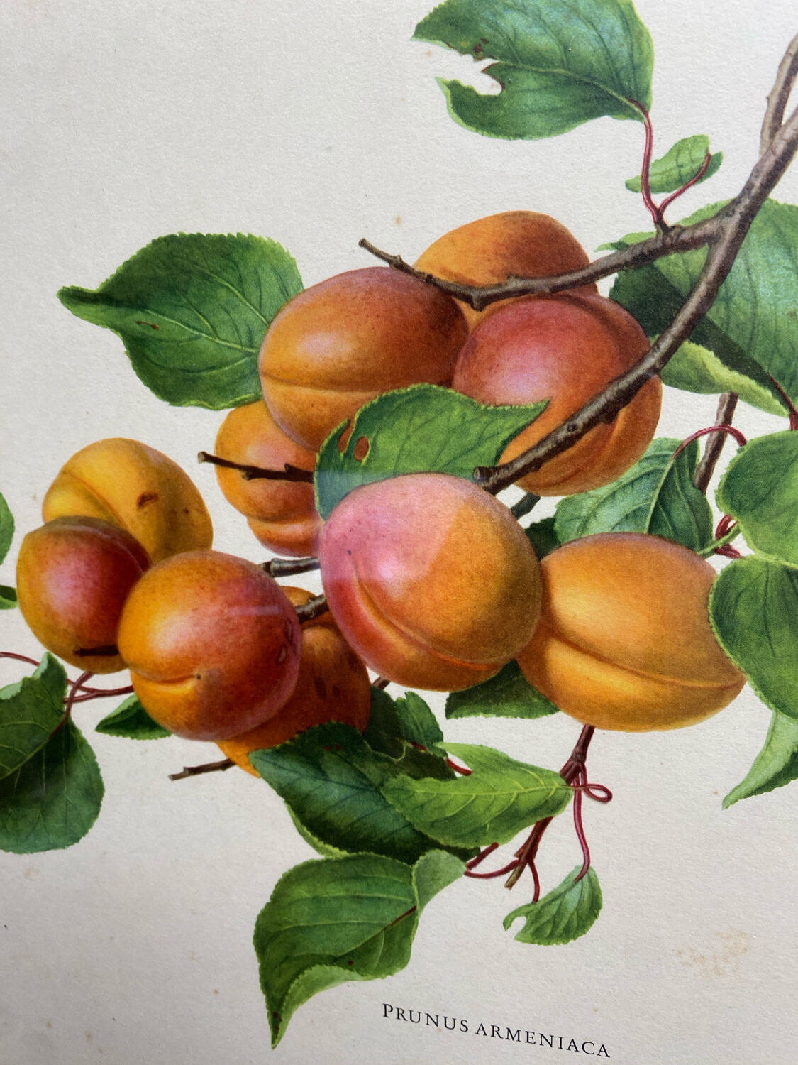 Affiche botanique, Prunus Armeniaca