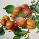 Affiche botanique, Prunus Armeniaca