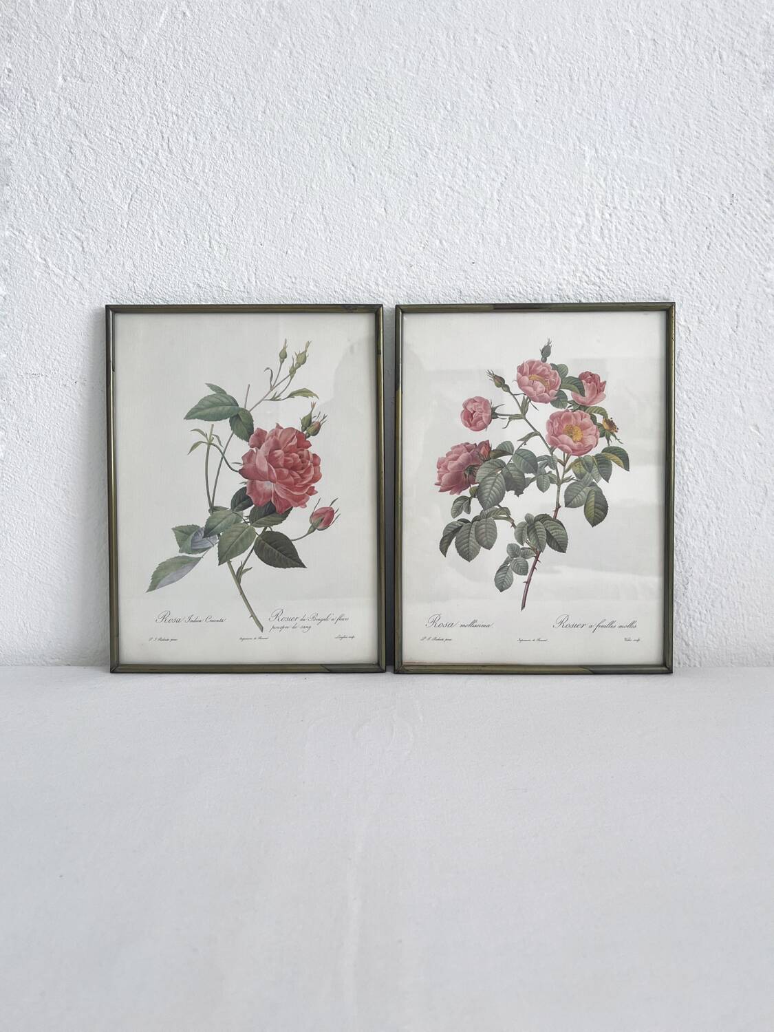 Rose Lithographs by Pierre Joseph Redouté vintage botanical posters