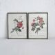 Rose Lithographs by Pierre Joseph Redouté vintage botanical posters