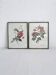Rose Lithographs by Pierre Joseph Redouté vintage botanical posters