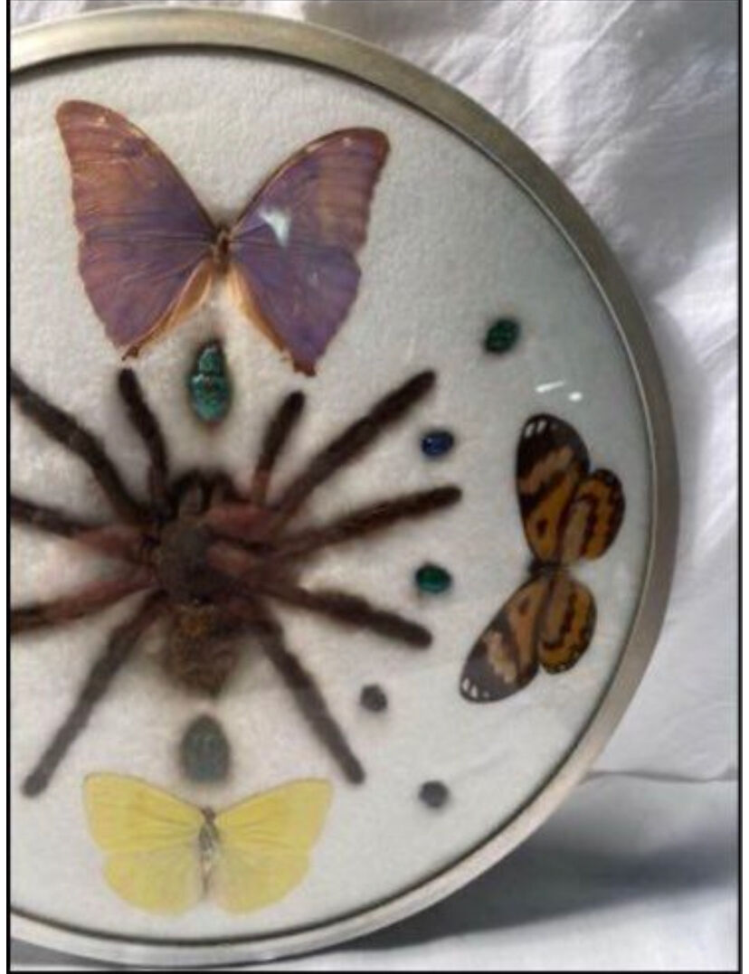 Cute frame and vintage butterflies