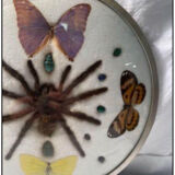 Cute frame and vintage butterflies