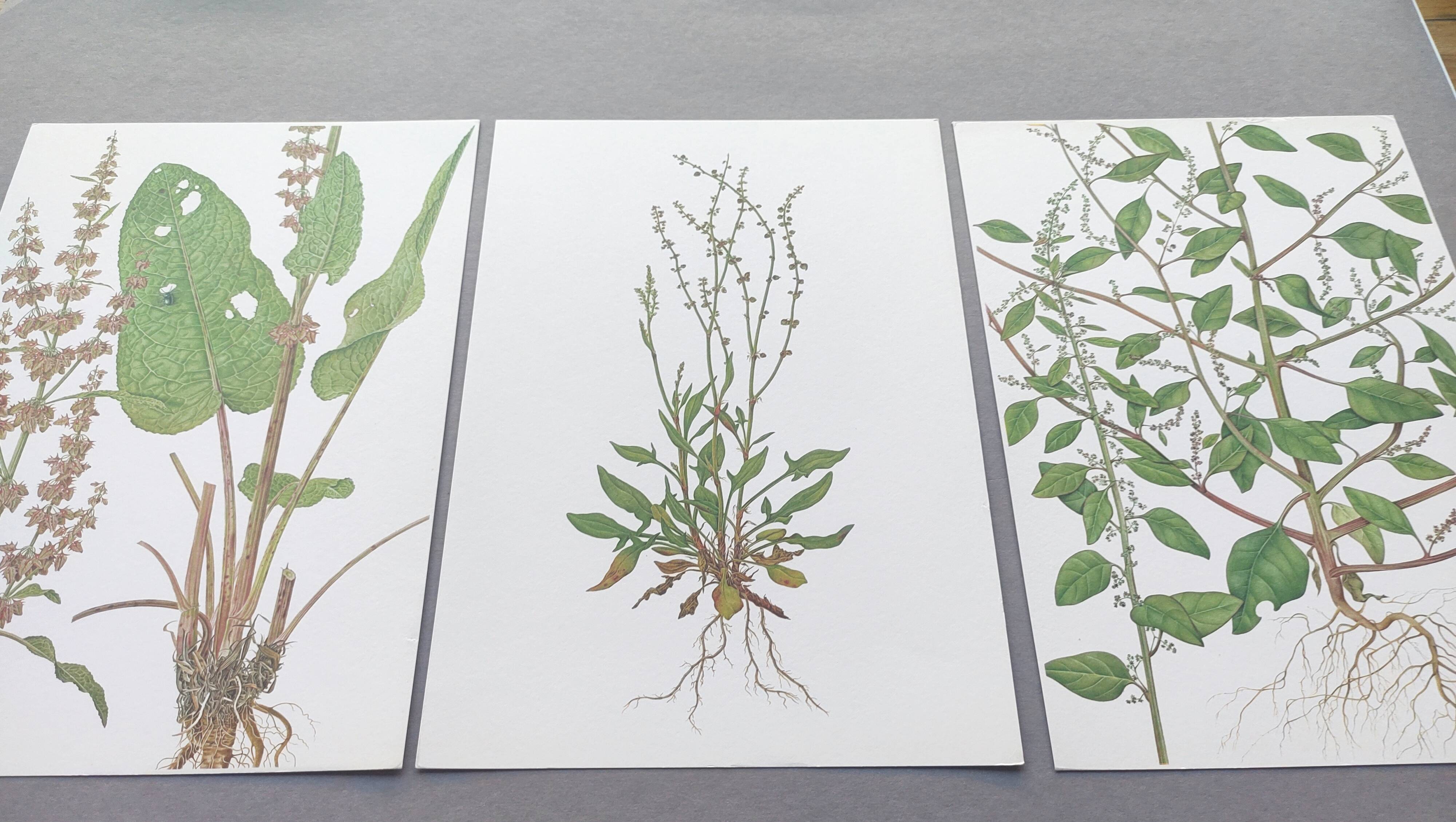 Lot de 3 planches botaniques vintage de 1978 - dont Oseille à feuilles obtuses - Gravure de plantes