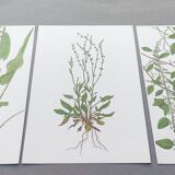 Lot de 3 planches botaniques vintage de 1978 - dont Oseille à feuilles obtuses - Gravure de plantes