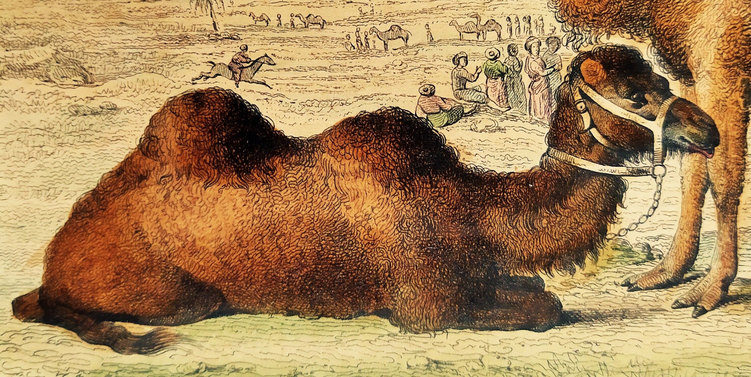 Original zoological plank "Chameau - Dromadaire" Buffon 1838