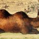 Original zoological plank "Chameau - Dromadaire" Buffon 1838