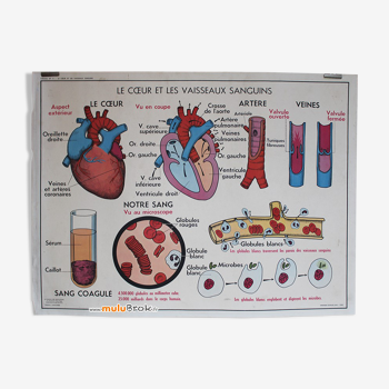 School poster table 11 and 12 editions MDI